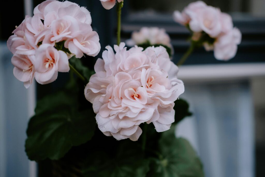 Delicate pale pink geranium flowers in full bloom, showcasing nature's beauty in detail.